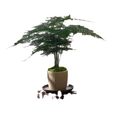 【高雅之选】文竹盆栽桌面绿植