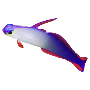 海水鱼观赏鱼红紫雷达黄金虾虎五彩青蛙四驱车金头虾虎钻石哨兵鱼