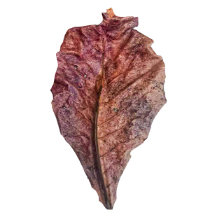 沃韦朗榄仁叶斗鱼懒人叶鱼缸降酸PH值调节剂水族液态乌龟橄榄龙眼