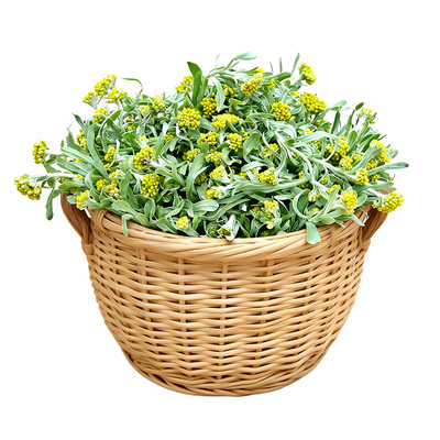 湖南野生艾草艾蒿青艾青团粑粑原料鼠曲草农家新鲜现摘清明草艾叶