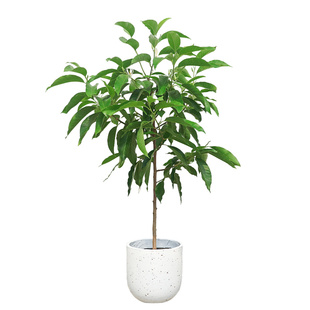 爱优尚白兰花盆栽花卉植物室内花阳台好养浓香型大型绿植白玉兰