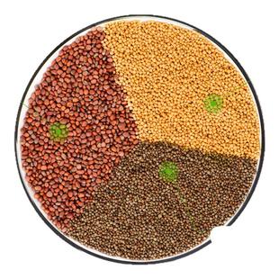 三子养亲汤原材料紫苏子白芥子莱菔子中药材原材料三子养亲汤正品