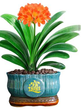 君子兰盆栽带花苞名贵绿植花卉精品国宝级特大号室内植物四季好养