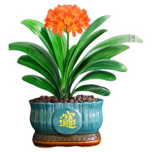 君子兰盆栽带花苞名贵绿植花卉精品国宝级特大号室内植物四季好养