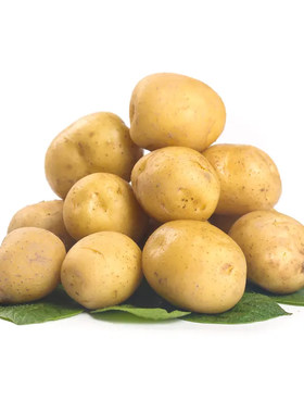 湖北恩施高山小土豆荆州自现