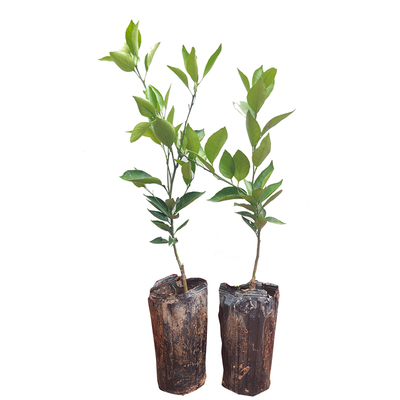 黄美人晚熟柑桔树苗又名爱媛68号