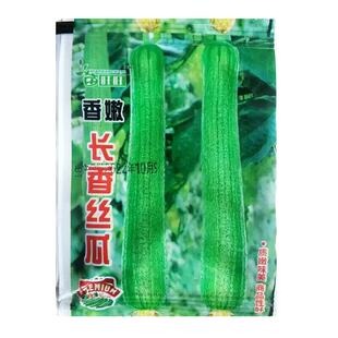 香嫩长香丝瓜种子高产早熟丝瓜种子四季南方北方丝瓜籽水瓜蔬菜籽