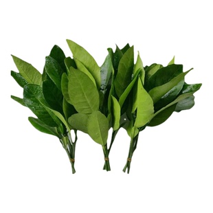 新鲜柚子叶碌柚叶乔迁新居柚子叶去晦气柚子叶配黄皮叶包邮新鲜