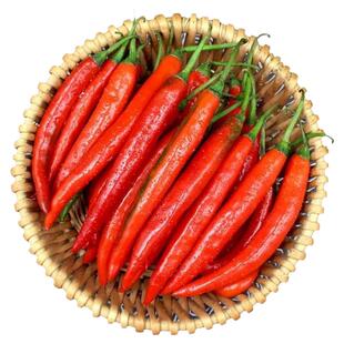 香辣美人椒苗秧带土球青红尖椒苗子秧春秋四季辣椒树盆栽苗寿光