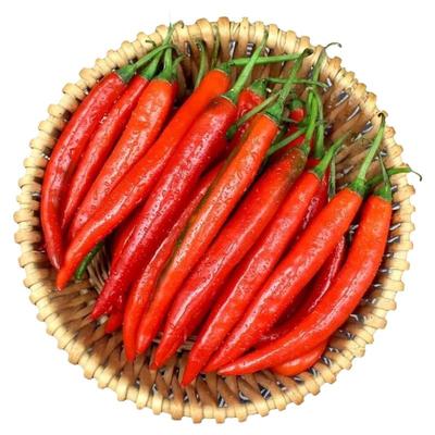 美人椒苗子美人椒秧苗四季蔬菜苗