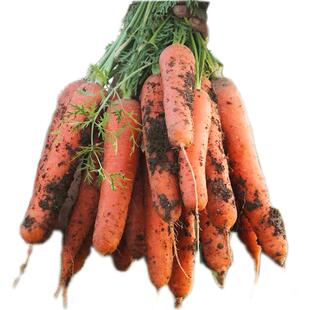 红萝卜水果胡萝卜新鲜红罗卜蔬菜生吃水果型脆甜当季包邮5斤