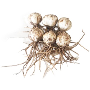 甘肃省兰州鲜百合花食用推荐种植带根小百合新款可种农家直销包邮