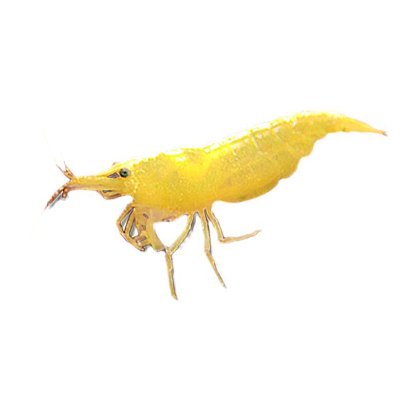 黑壳虾除藻虾鲜活观赏虾淡水宠物虾樱花虾极火虾水晶虾鱼缸清洁虾