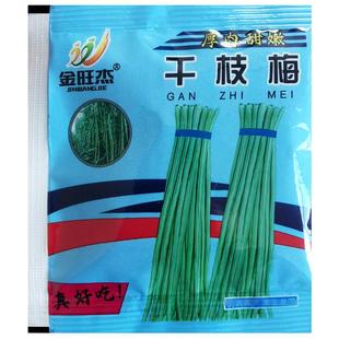豇豆种子干枝梅长豆角种籽芸豆架豆四季农家田园庭院爬藤蔬菜种孑