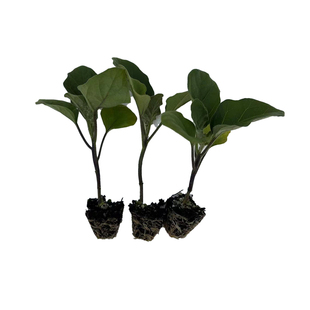 线茄子苗线茄苗子杭茄苗子长茄苗杭茄一号秧苗阳台四季盆栽蔬菜苗