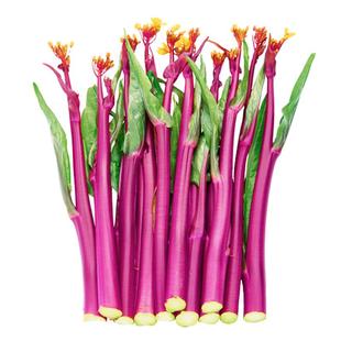 寿禾花菜香菜小葱鸡毛菜茼蒿乌塌菜种子孑蔬菜种籽立秋后种什么菜