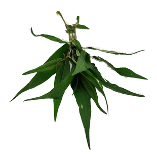 贵州云南特产香柳菜野菜香料酸汤香料拉沙叶佐料鱼香菜鱼廖苗叶子