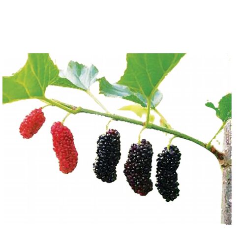 桑葚树苗台湾四季长果大果桑葚苗无籽大十嫁接白珍珠香金葚白长果