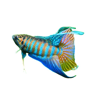 中国斗鱼红蓝叉尾小型观赏鱼无纹蓝水中游龙淡水冷水易养活鱼