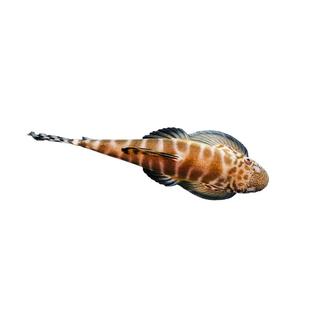 贵州爬岩鳅琵琶鱼双吸盘冷水清道夫不加温除藻鱼缸清洁工原生鱼