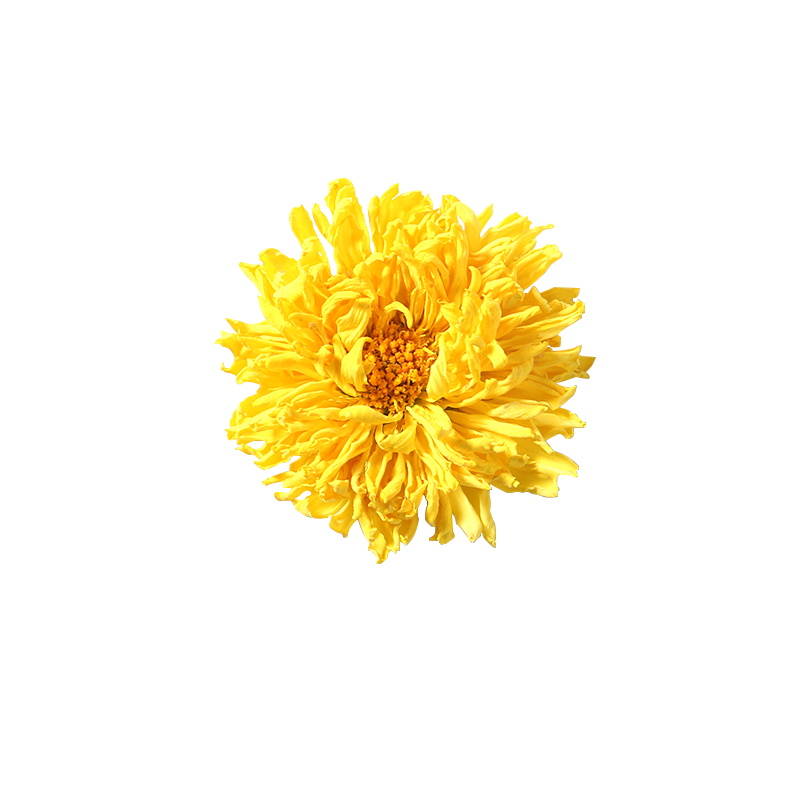 菊花茶徽州婺源皇菊花茶散装干菊花黄山黄贡菊大黄胎菊花草茶500g