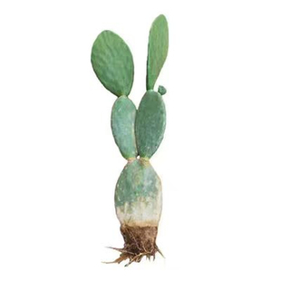 仙人掌果苗开花食用结果苗食用的结果当年盆栽美容结果实食用苗