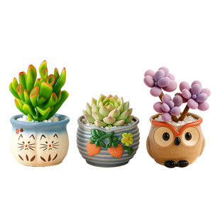 多肉带盆桌面小盆栽办公室绿植花仙人球稀罕植物室内幼儿园仙人掌