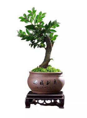 小叶紫檀四季常青客厅