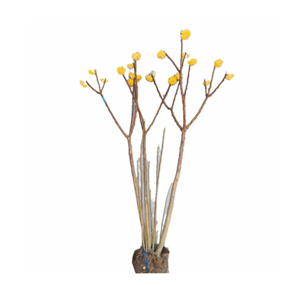 结香花苗园林绿化苗木庭院植物