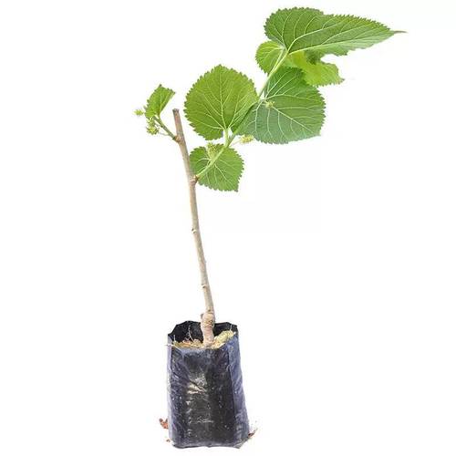 德昌桑葚树苗北方耐寒果苗南方盆栽食用庭院超大号养蚕当年结果苗