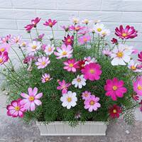 Marigold seeds are heat-resistant, mosquito-repellent and snake-repellent flowers, suitable for planting in rural courtyards in spring, with a long flowering period thumbnail 7