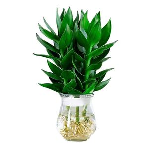 【竹来运转】观音竹富贵竹水培植物花卉绿植室内盆栽转运竹龙竹