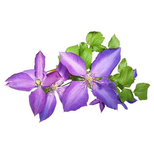 种花王大爷 铁线莲乌托邦p9盆栽苗藤本花卉皇后爬藤植物庭院