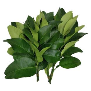 新鲜柚子叶碌柚叶乔迁新居开运出狱沐浴带枝老树去晦气专用柚子叶