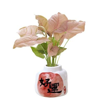 红粉佳人盆栽水培植物室内桌面