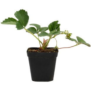 手艺人飞羽 草莓超值套餐 品种混发 不接受指定