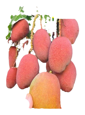 芒果树苗当年结果四季好养