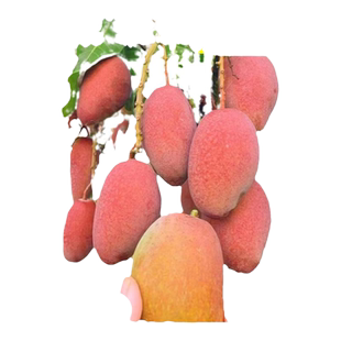 芒果树嫁接金煌芒四季芒果树红贵妃当年结果庭院阳台盆栽好养