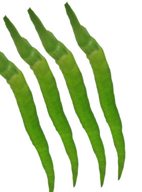 青辣椒二荆条新鲜当季特辣线椒