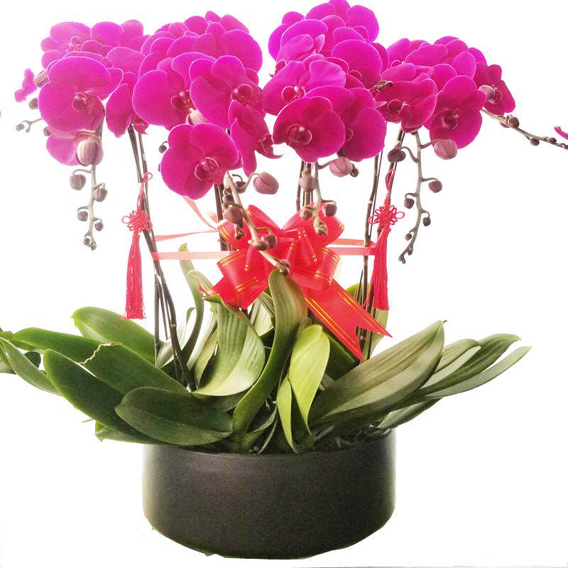 蝴蝶兰年宵花卉送礼花卉