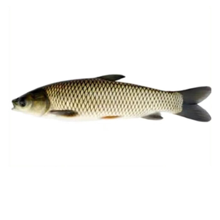 草鱼鱼苗淡水养殖食用半斤特大草鱼苗批发小草鱼活鱼苗草鱼苗批发