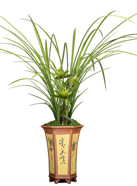 翁源兰花苗春剑大唐盛世带花浓香