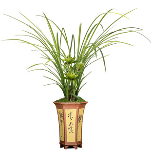 翁源兰花喜花里兰花苗春剑铭品奇花大唐盛世浓香型好易养绿植花卉