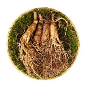 长白山鲜活人参加大2支鲜白参长白山新鲜人参泡酒煲汤佳选