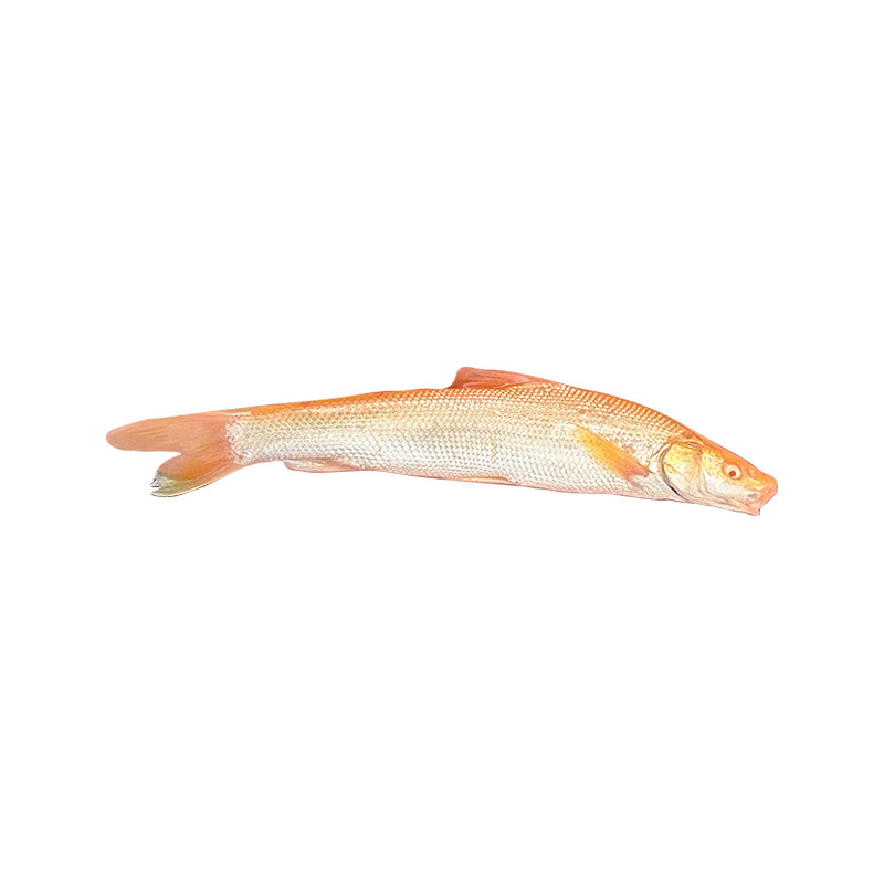 红眼银鳕鱼苗淡水鱼苗养殖食用白子龙大鳞鲃冷水观赏鱼食用鱼鳕鱼