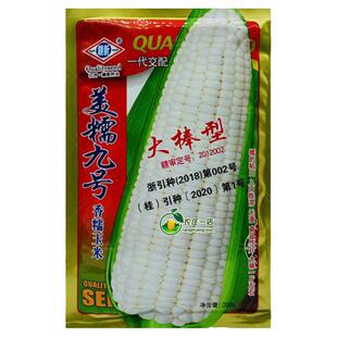 大棒白色甜糯玉米种籽水果玉米种子双穗率高四季超甜粘春季夏种孑