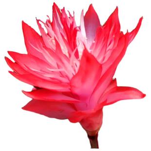 新蟹爪兰盆栽多色叶片不带根嫁接三角叶仙扦插用室内阳台满25包邮