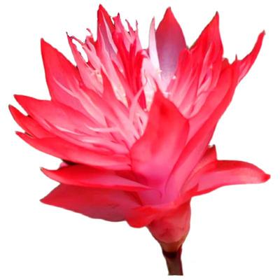 阳台客厅非常容易美观蟹爪兰基地