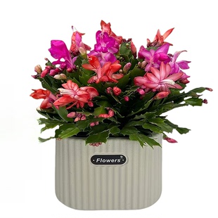 多色蟹爪兰带花苞发货多肉植物好养活盆栽桌面办公室阳台耐旱绿植