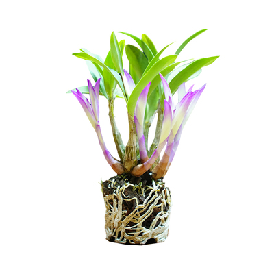 七彩石斛兰开花浓香室内花卉好养